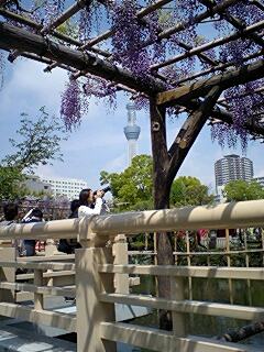 藤とスカイツリー.jpg