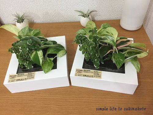 最高の観葉 植物 無印 すべての美しい花の画像