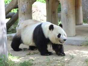 王子動物園パンダ