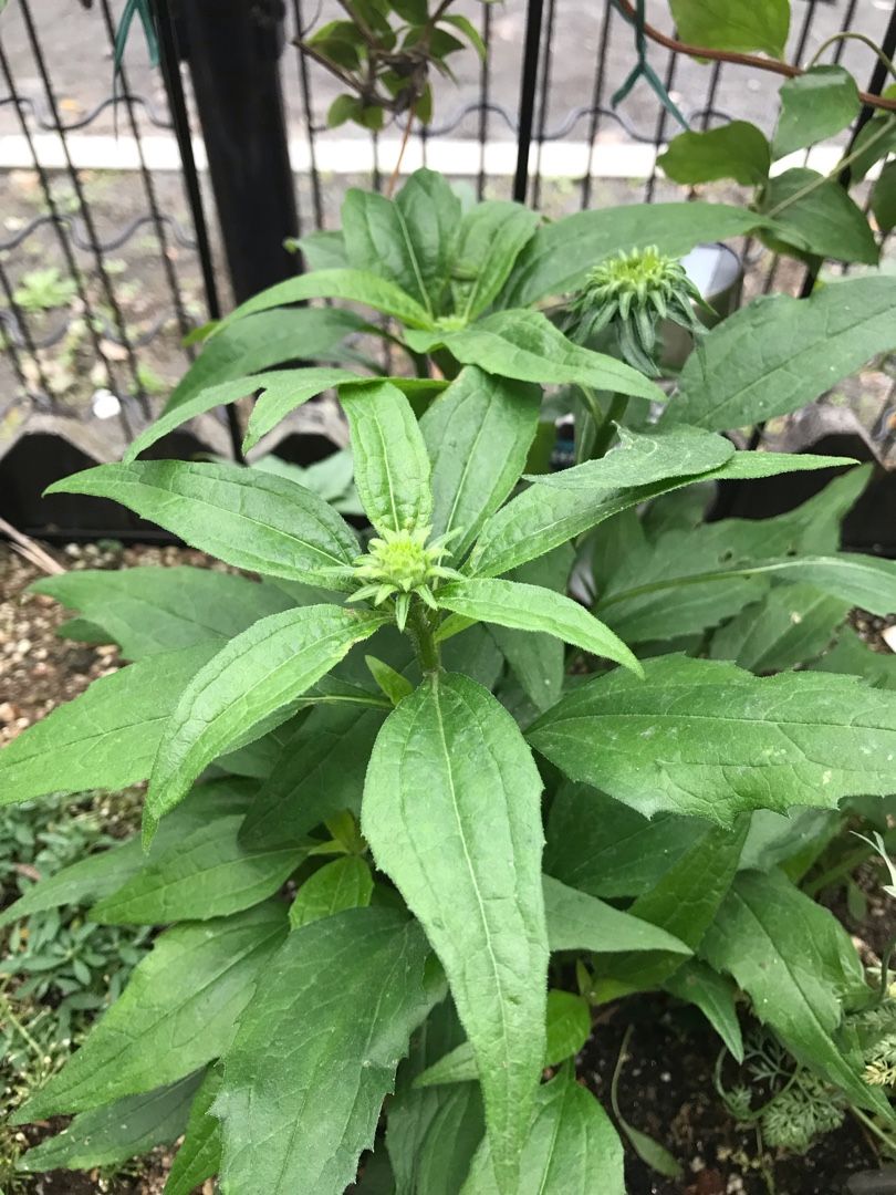 エキナセアの蕾から開花まで りんすいのブログ 楽天ブログ