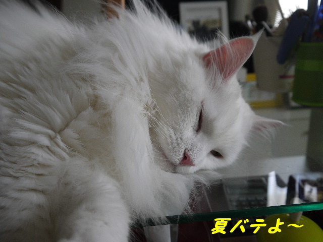 P1210568.JPG