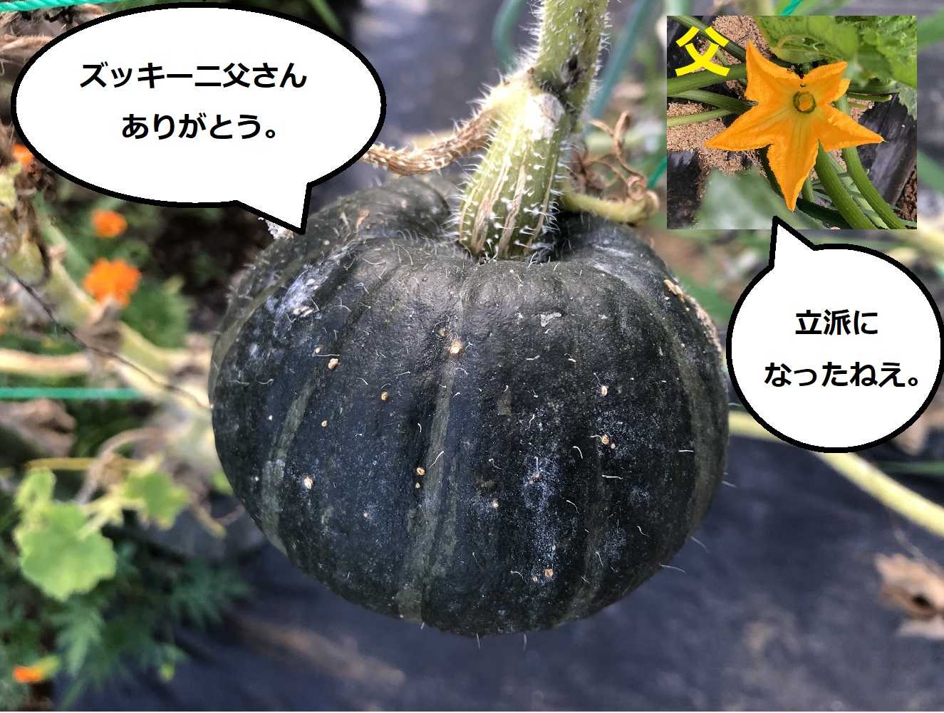 ピーマンの無念 ミニカボチャ収穫 かもねぎgarden 楽天ブログ