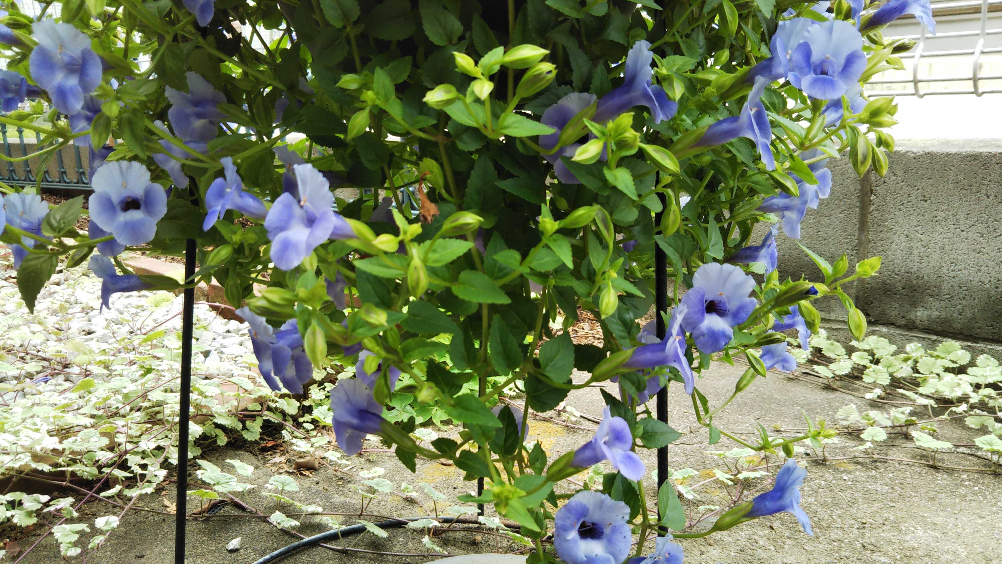 カタリーナブルーリバーとサマーミスト ダリアまだ咲かない シェードガーデンと猫 楽天ブログ