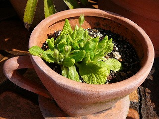 P1270334ss.jpg
