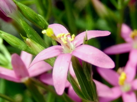 ハナハマセンブリの花0721