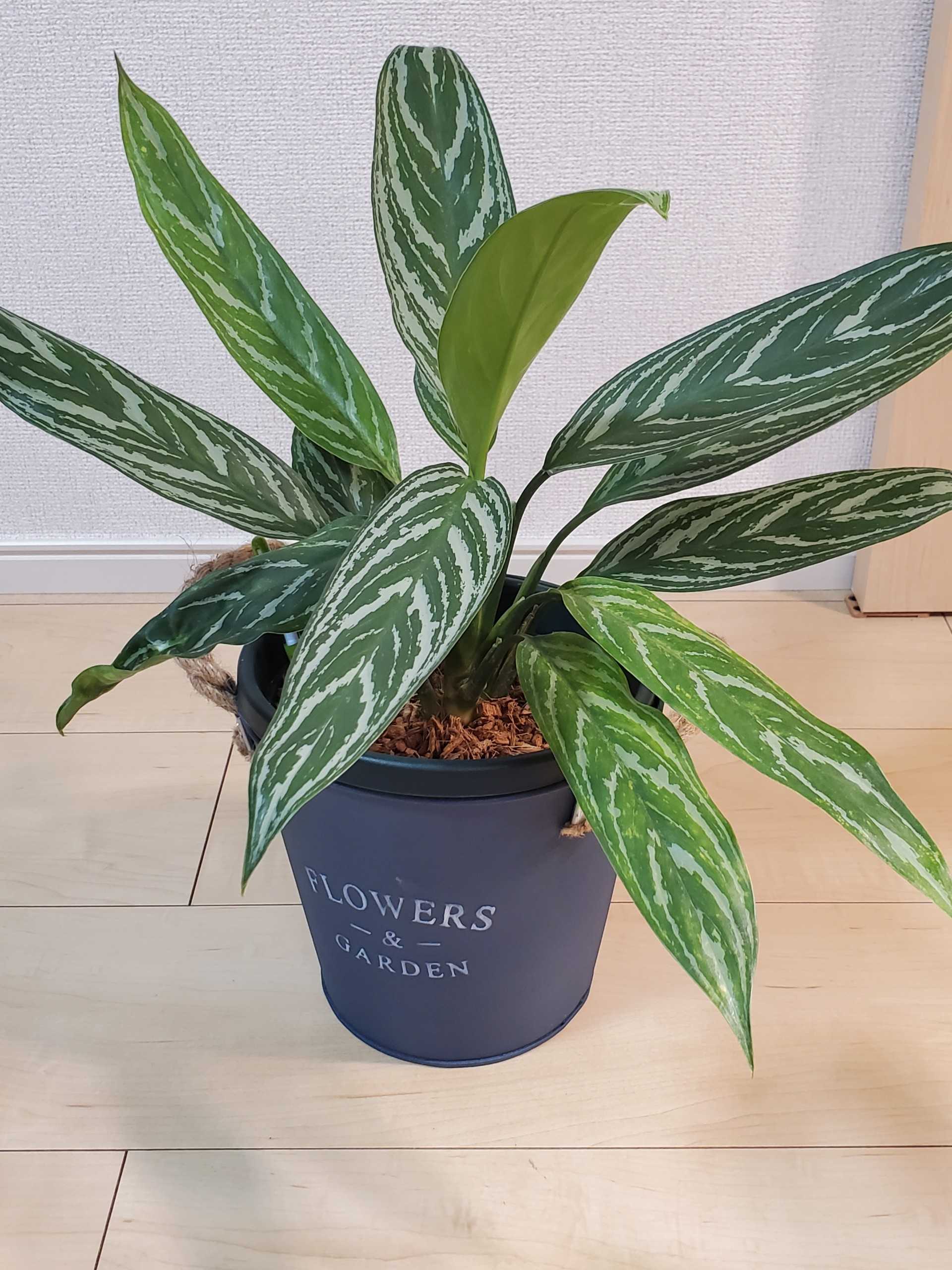 AGLAONEMA アグラオネマ ニティドゥーム ”カーティシー”子株