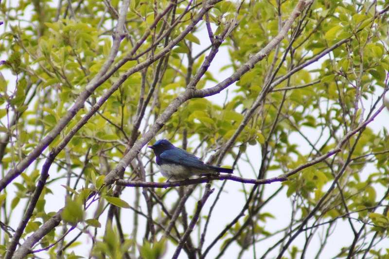 IMG_7453 (800x534).jpg