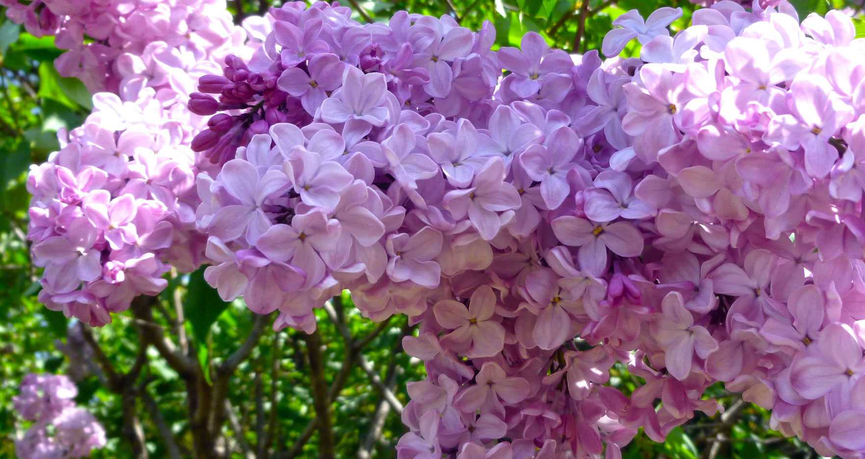 記事一覧 鴎座俳句会 松田ひろむの広場 楽天ブログ