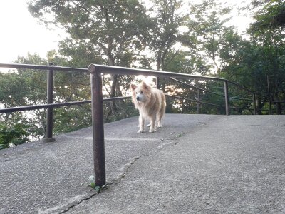 筑波山犬2013年８月