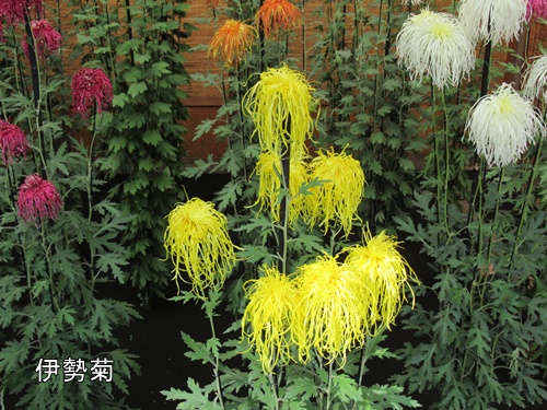 伊勢菊・丁子菊・嵯峨菊花壇