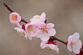 ume2.jpg