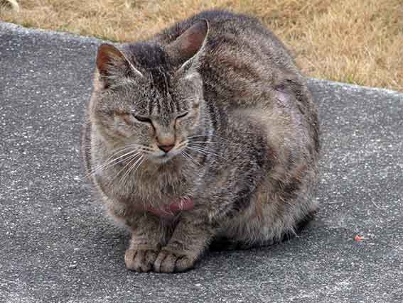 我が家のニャンコ♪2016/3/8-2