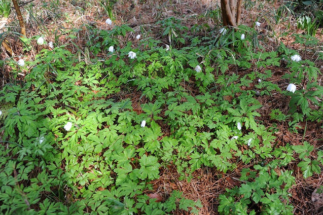 2013.3.22 020.JPG