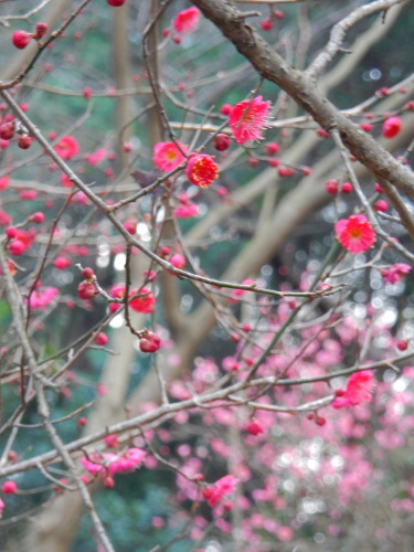 DSCN0048b20160131.jpg