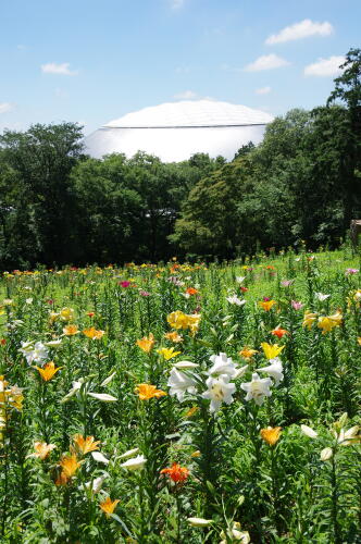 ところざわのゆり園