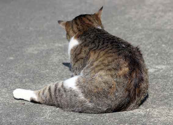 我が家のニャンコ♪2014/01/10-2