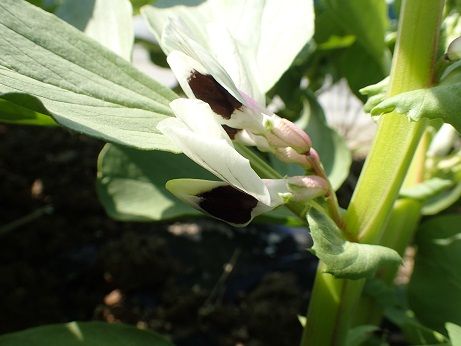 ソラマメ整枝と支柱立て 葉山農園 2月下旬 暇人主婦の家庭菜園 楽天ブログ