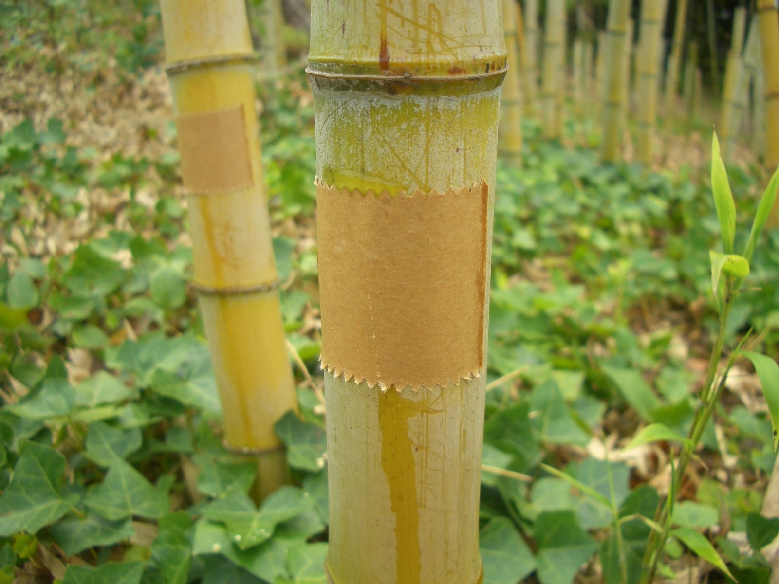 竹を枯らす方法、最終はコレ 古民家ライフスタイル 楽天ブログ