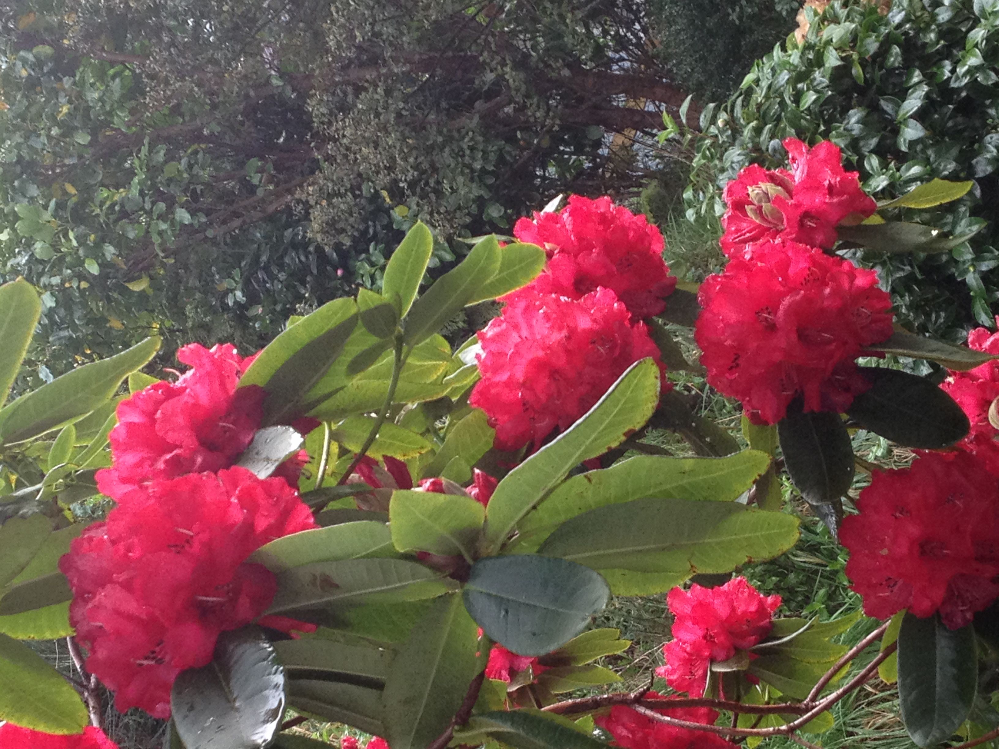シャクナゲ シャクヤク 庭の赤い花が満開に 楽天roomを楽しむ 楽天ブログ