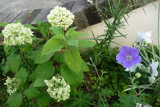 P1050243ss.jpg