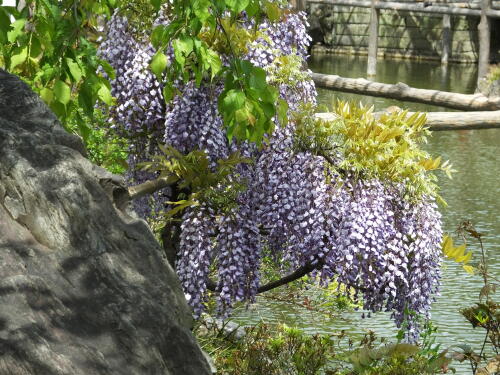 亀戸天神社の藤