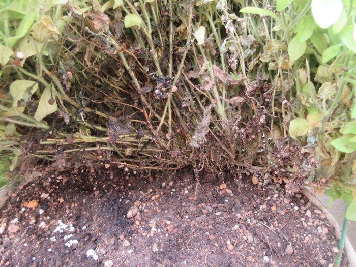 見て ペチュニアの処分か剪定 清楚な夏椿が咲きだした 狭い庭を花いっぱいにする育て方 楽天ブログ