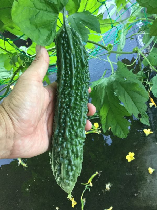rblog-20160704174625-01.jpg