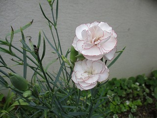 IMG_5484ss.jpg