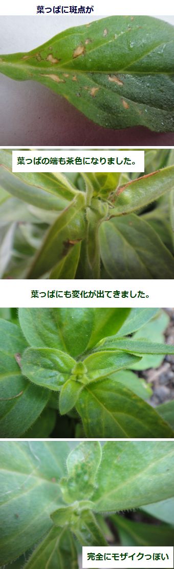 花の病害虫 小さな花宇宙 そして それから 老いふたりの小宇宙 楽天ブログ