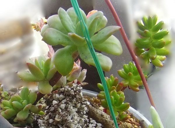 多肉植物シンクロ育ちしてる Cubic Orange 多肉植物と天然石と手作りと 楽天ブログ