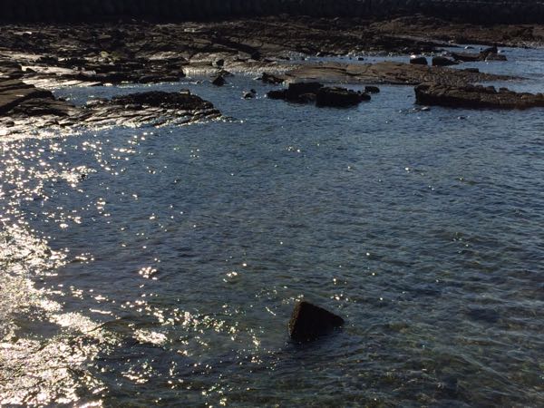 釣り・しまんもんが行く