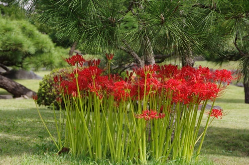 旧芝離宮恩賜庭園の彼岸花