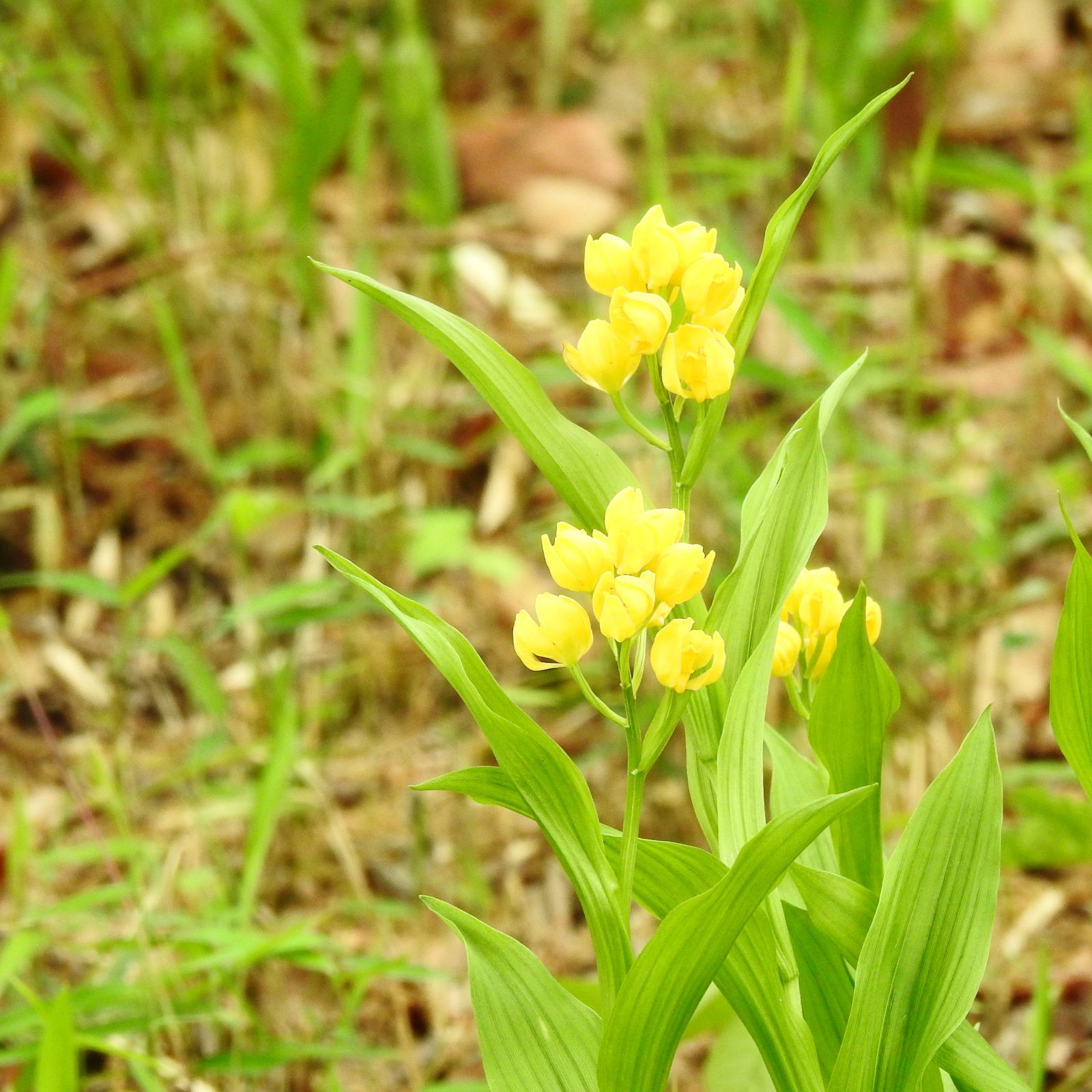 多摩川台公園と周辺の植物など 野性の大田区 東京都大田区自然探訪記 楽天ブログ