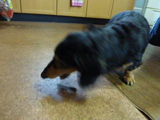 モニター・ガムボーン（３）