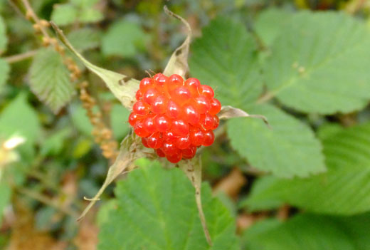 DSCF5475.jpg