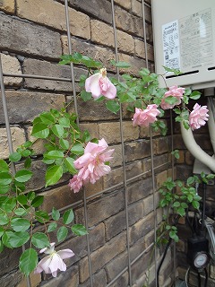 DSC05276.jpg