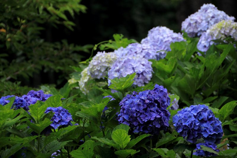 中千本公園の紫陽花_05.jpg