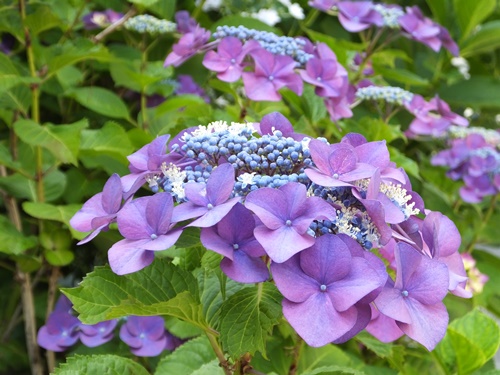 遊歩道の紫陽花