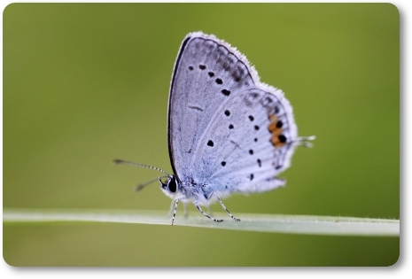 ツバメシジミ 13.9.18