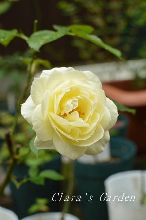 DSC_0006.JPG