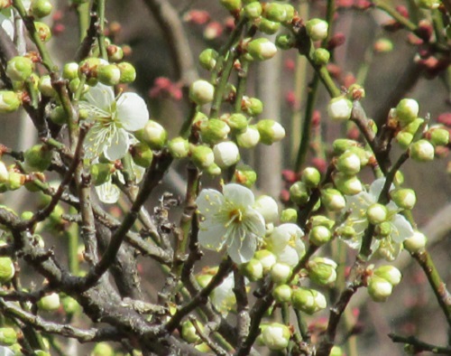 梅の花