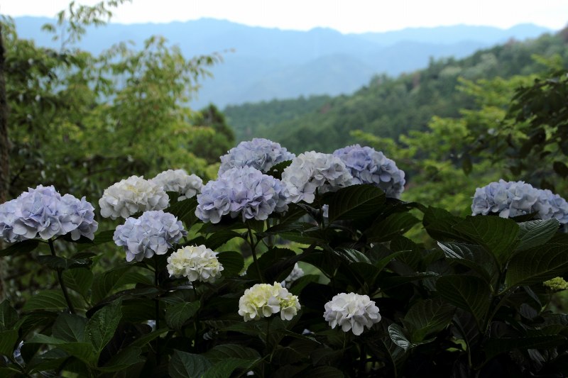 七曲の紫陽花_05.jpg