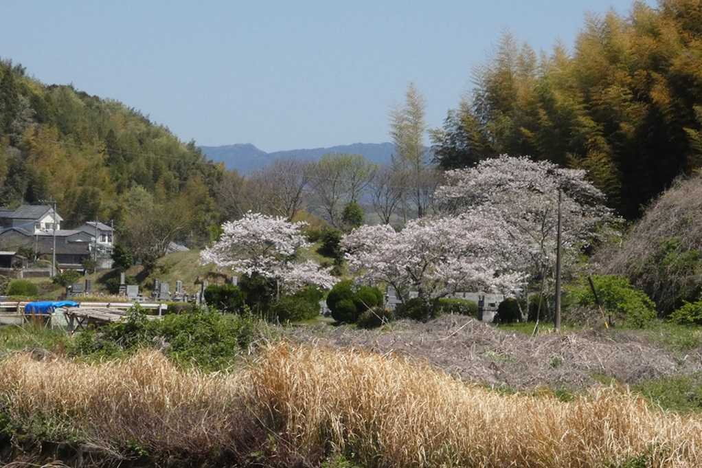 515