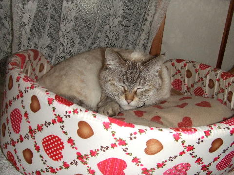 猫２.JPG