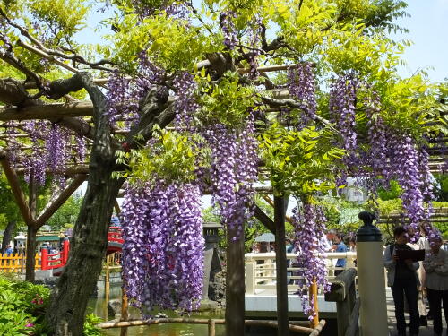 亀戸天神社の藤