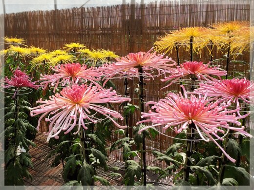 菊花展・フラワーセンター大船植物園