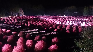 コキア3.jpg