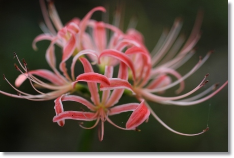 狐山古墳-17 ヒガンバナ-17 13.9.24