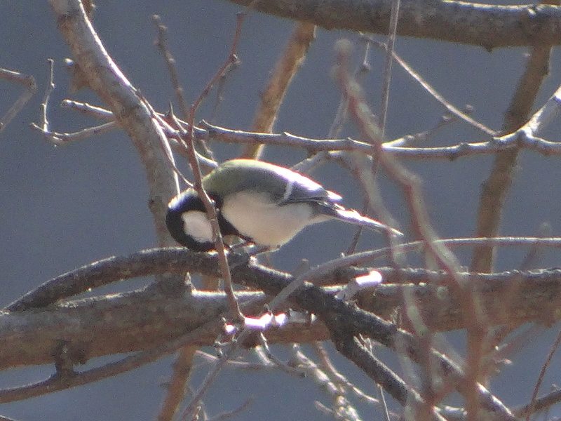 DSC08203 (800x600).jpg