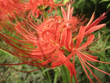 IMG_9816.JPG
